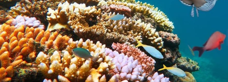 Excursion pour observer les dauphins à Mnemba, l'aquarium du lagon et la plage de Kiwengwa.