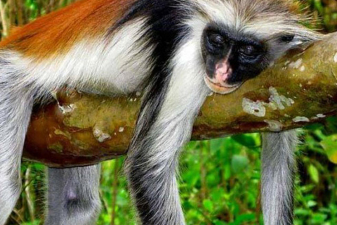 Zanzibar: las Jozani, centrum motyli i wycieczka na plażę MtendeOdbiór z miejsca zakwaterowania nie jest wliczony w cenę.