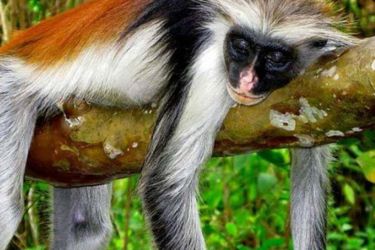 Zanzibar: las Jozani, centrum motyli i wycieczka na plażę MtendeOdbiór z miejsca zakwaterowania nie jest wliczony w cenę.