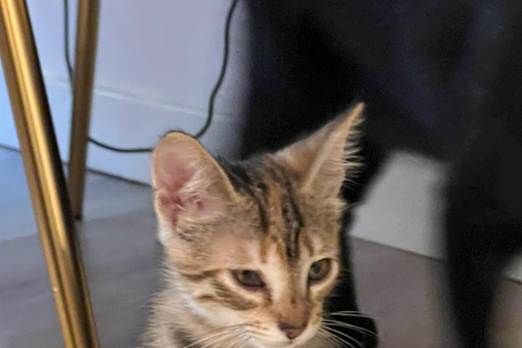 Bilbao: 1 Hour Entry Ticket to a Cat Café