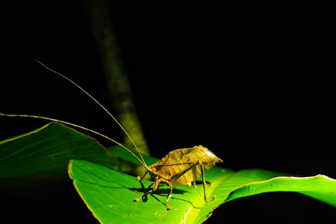 Monteverde: Night Walk at Finca Lantana by the Owners