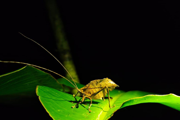 Monteverde: Night Walk at Finca Lantana by the Owners