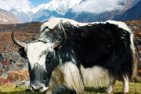 Langtang Vallei TrekPrivé trektocht zonder maaltijden maar beschikbaar voor aankoop