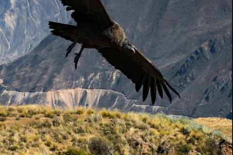 Depuis Arequipa : visite guidée du canyon de Colca avec repasOption 1 : Excursion au canyon de Colca avec petit-déjeuner