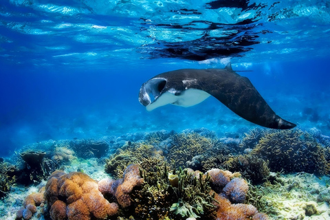 De Labuan Bajo: Excursão de um dia à Ilha de Komodo com mergulho com snorkel