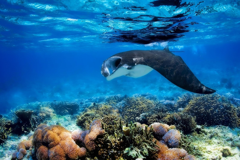 From Labuan Bajo: Day Tour of Komodo Island with Snorkeling