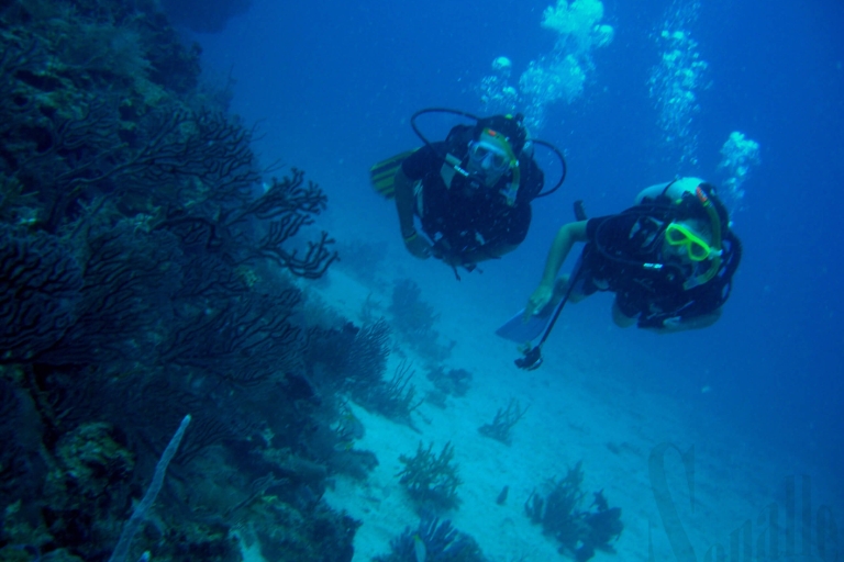 Scuba Diving, Snorkeling and Pick-up, Lunch Full-Day; Scuba Diving, Snorkeling and Pick-up, Lunch