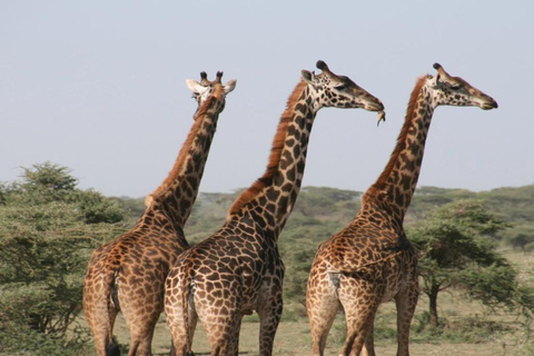 CAPE TOWN: PRYWATNE SAFARI W REZERWACIE GIER AQUILAZ Kapsztadu: Wycieczka w obie strony do Aquili z przejażdżką do gier