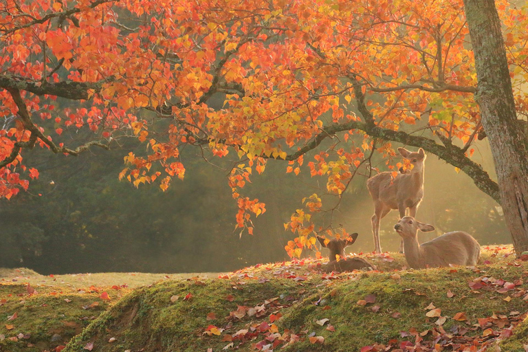 Osaka: Kyoto Scenic Day &amp; Night Busstur med Kobe Beef