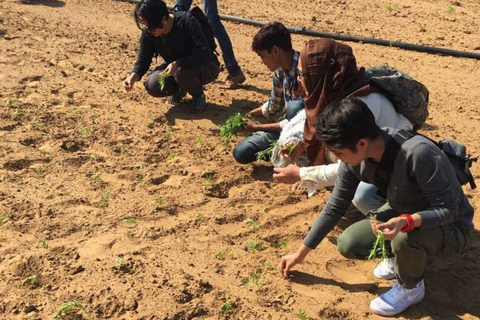 Jaipur: Village Jeep Safari in Open Jeeps