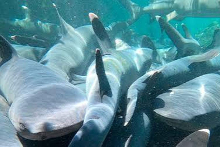 Santa Cruz: 4-Day Snorkel, Tintoreras, Pinzón & Fishing