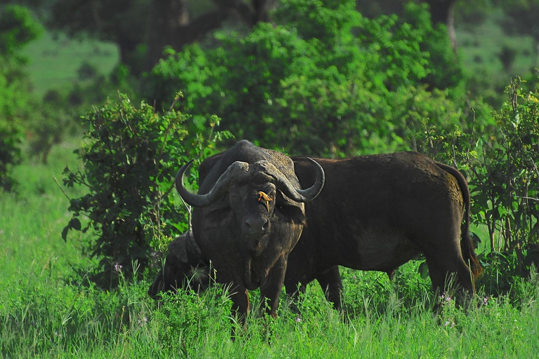 3 Days Mikumi Safari from Zanzibar (Open jeep & Luxury Van)