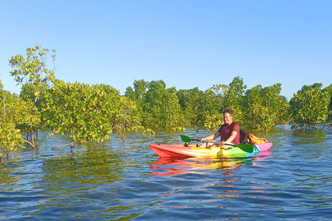 UZI ISLAND MANGROVE CONSAVATION WITH KAYAK TOUR PRIVATE TOUR WITH TRANSFER INCLUDED