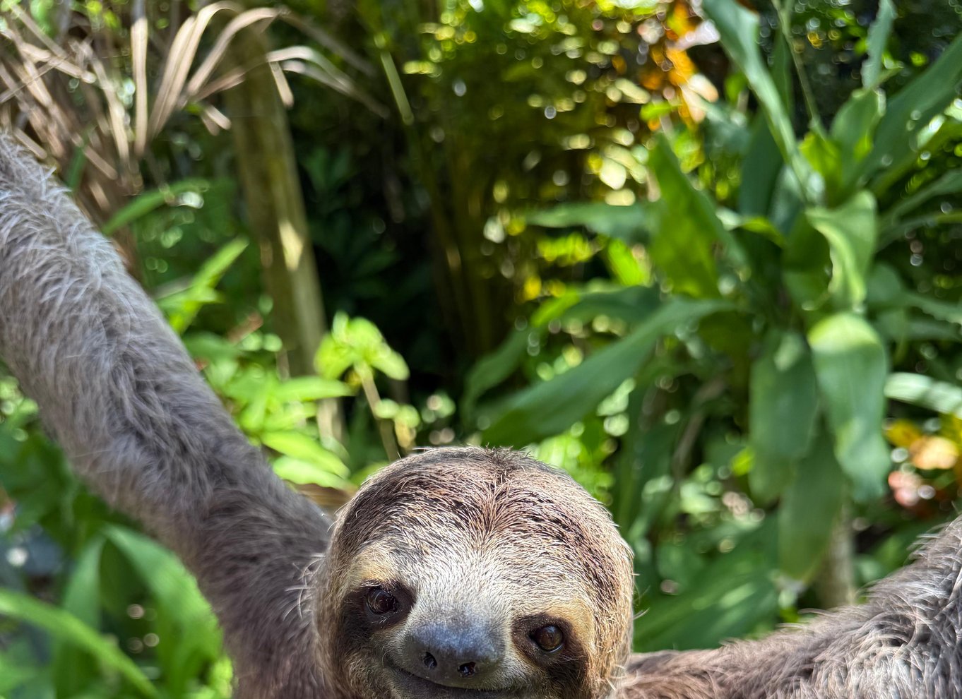 Manuel Antonio Nationalpark: Guidet tur med ENTRÉ INKLUDERET