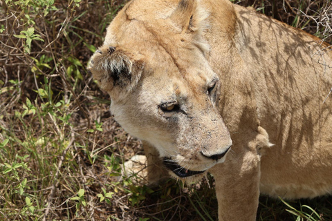 4-Day Tanzania Safari for Senior Travelers