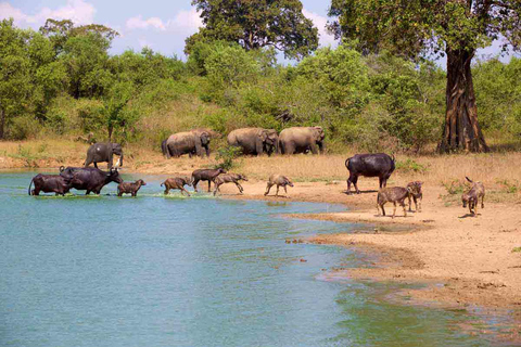 Från Udawalawe :-Nationalparkens spännande heldagssafari