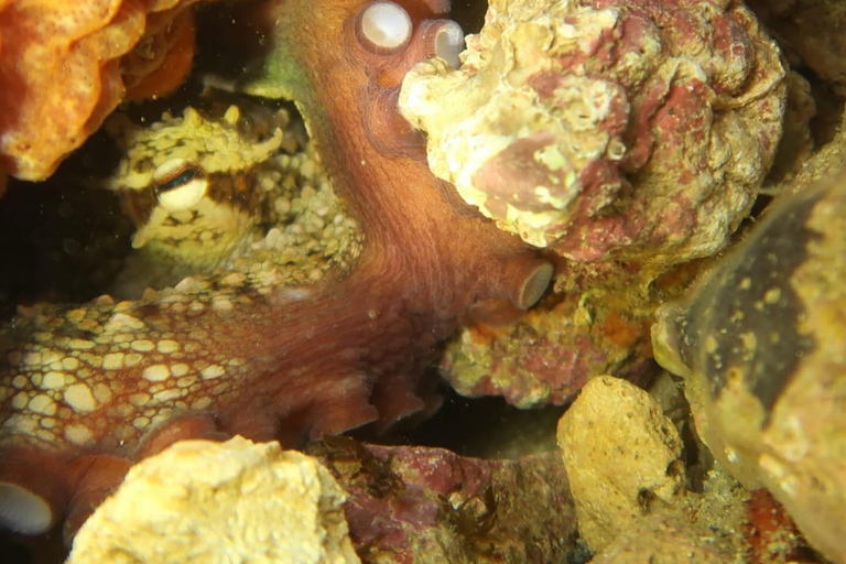 Lagos: Esperienza di immersione subacquea per principianti