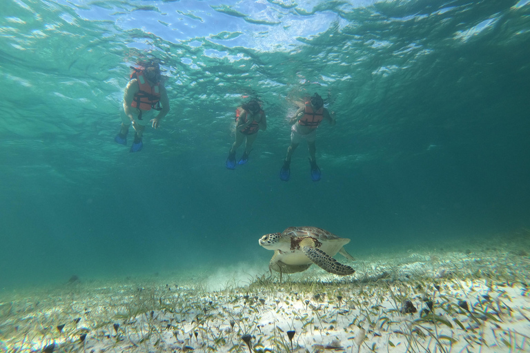 Schnorcheltour: Suche nach Schildkröten in der Mahahual Riff-Lagune