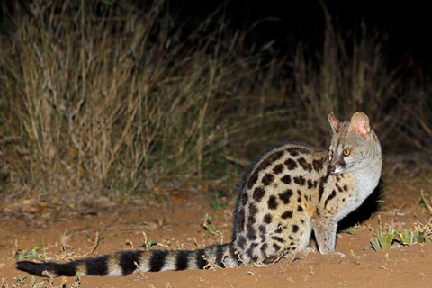Nairobi: National Park Night Game Drive