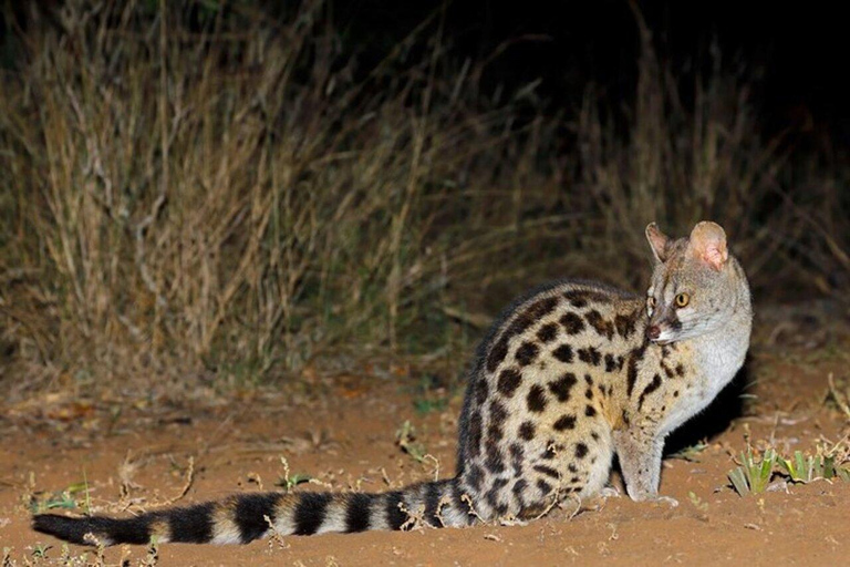 Nairobi: National Park Night Game Drive