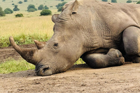 Parque Nacional de Nairobi Privado: Excursão de meio dia com safáriParque Nacional de Nairobi: Tour particular em van com teto aberto