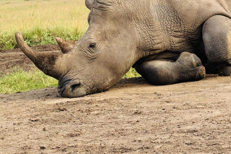 Parque Nacional de Nairobi Privado: Excursão de meio dia com safáriParque Nacional de Nairobi: Tour particular em van com teto aberto