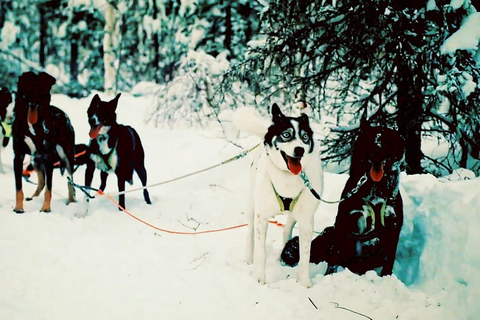 Levi: 1.5 km Thrilling Husky Sled Ride 1.5 km Thrilling Husky Sled Ride