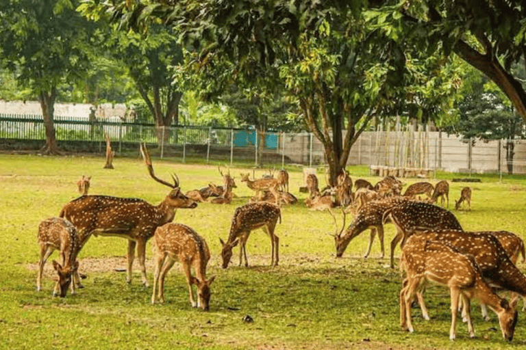 Da Delhi: tour del Triangolo d'Oro con Varanasi, Sarnath e GayaTour del Triangolo d'Oro con Varanasi, Sarnat e Gaya, tutto incluso