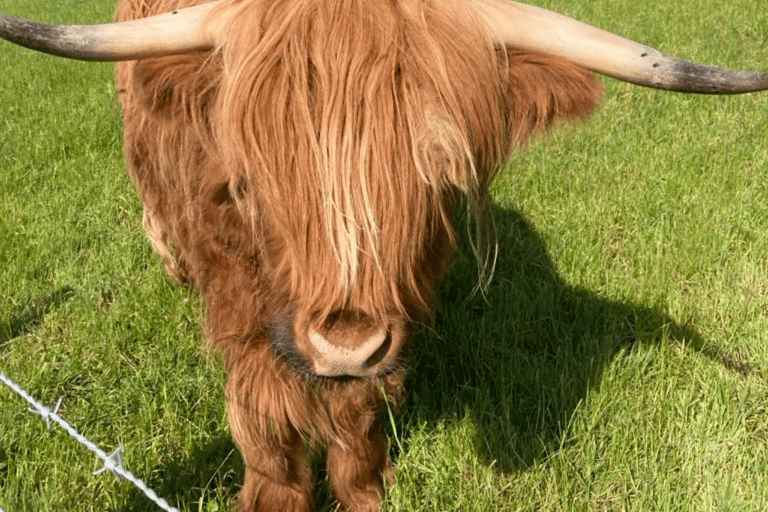 Inverness: Loch Ness, Culloden i zamek Cawdor - wycieczka prywatna