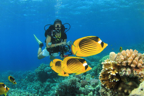 Hurghada: Scuba Diving for Certified Divers & Beginners Boat trip for the Certified Divers with Lunch & Transfer
