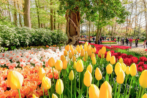 From Amsterdam: Keukenhof Gardens and Delft City Day Tour Private Tour 1 - 7 Persons
