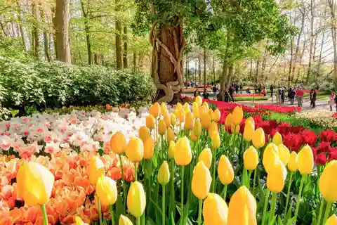 Amesterdão: Keukenhof, almoço em Leiden, cruzeiro guiado pelos moinhos de vento
