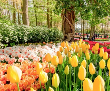 Amsterdam: Keukenhof Tuinen, Molenrondvaart & Tulpenboerderij