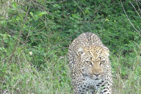 Safari de 2 días al Parque Nacional del Lago Mburo desde Entebbe/Kampala.