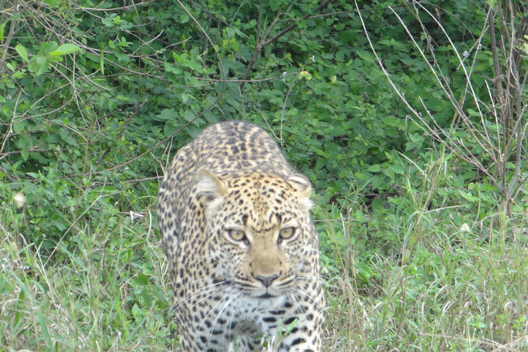 2-dniowe safari w Parku Narodowym Lake Mburo z Entebbe/Kampali.