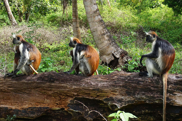 Zanzibar Jozani forest tour (from Town)