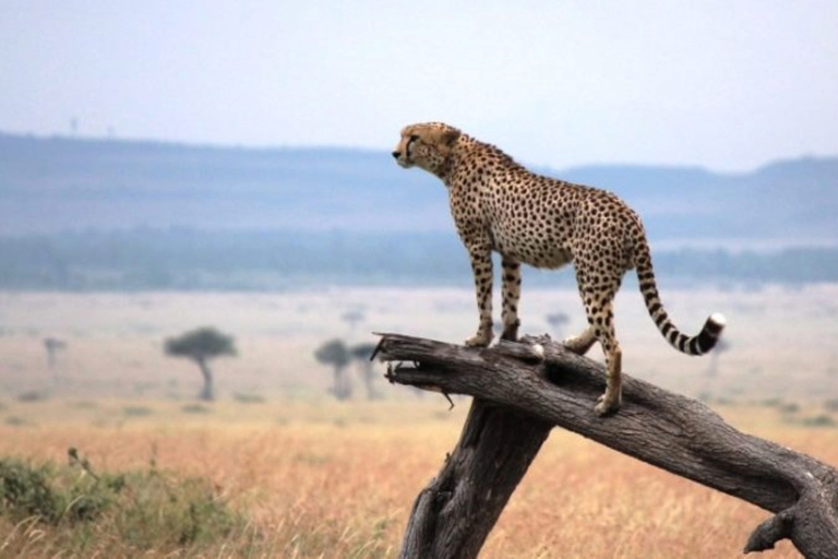 Kenya : 9 jours de safari dans le Masaai MaraKenya : 9 jours de safari dans le Maasai Mara