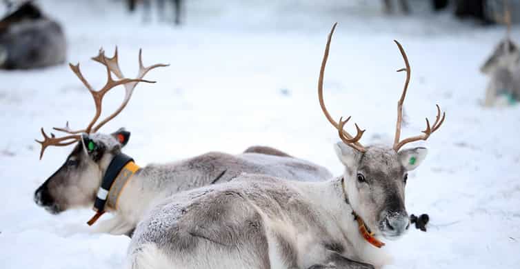 トナカイ M クリスマス】MKK 足ブラトナカイ（クリスマス） | one'sterrace