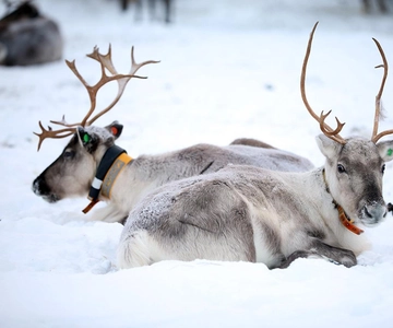 Kuusamo: Visita a uma quinta de renas