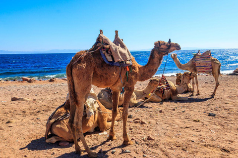Sunset Hurghada Camel Ride Tour Desert & Beach With Sea Veiw Camel Ride Tour for 2-Hours with Dinner, Show, & Stargazing