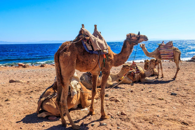 Sunset Hurghada Camel Ride Tour Desert & Beach With Sea Veiw Camel Ride Tour for 2-Hours with Dinner, Show, & Stargazing