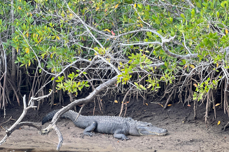 Naples, FL: Manatee, Dolphin, 10,000 Islands Beach Eco Tour Small Group Tour with up to 6 People