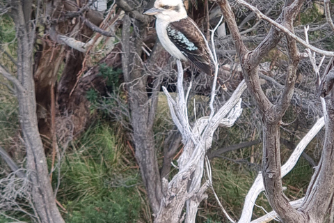 Tour Premium della Great Ocean Road - Massimo 11 passeggeri