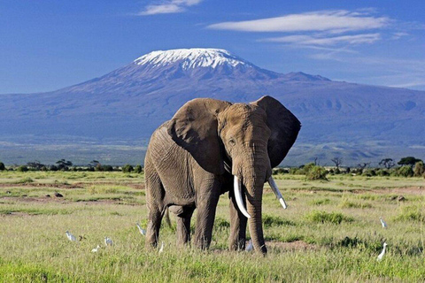 Nairobi: 2-Day Amboseli National Park Private Safari