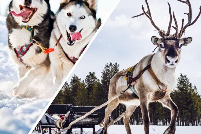 Levi: Ultimate Combo! Husky Safari & Reindeer Sleigh Ride Levi: Husky and Reindeer Arctic Duo Safari