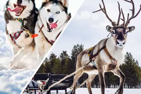 Levi: Ultimative Combo! Husky-Safari & Rentierschlittenfahrt