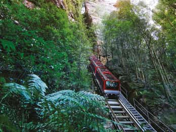 Montañas Azules: Scenic World, Ferry, Zoo y Koala Photo