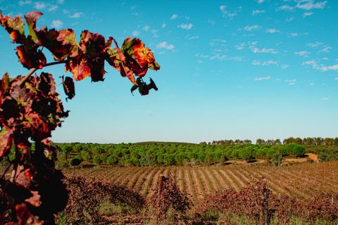 Évora: Jeep Vineyards Tour with Regional Wine & Food Tasting