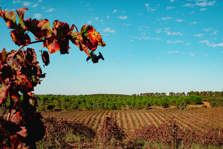 Évora: Jeep Vineyards Tour with Regional Wine & Food Tasting
