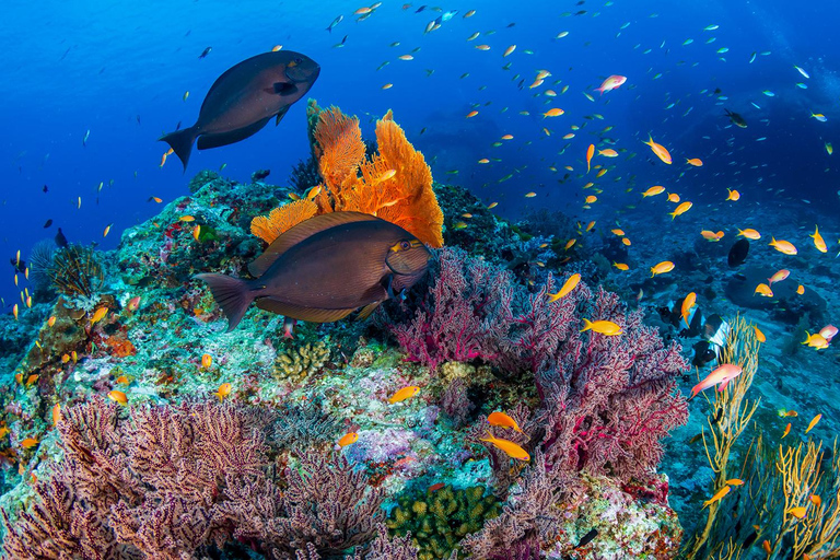 Phuket/Khao Lak : Circuit aventure sur les îles Similan avec 3 repasKhaolak : Circuit d&#039;aventure sur les îles Similan avec 3 repas